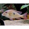 Perleťovka venezuelská - Geophagus winemilleri