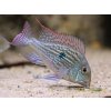 Perleťovka venezuelská - Geophagus winemilleri