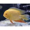 Kančík červenooký zlatý -Heros / severum gold