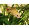 Cichlidka kakadu Zlátá - Apistogramma / cacatuoides gold