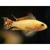 Cichlidka kakadu Zlátá - Apistogramma / cacatuoides gold