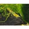 Neocaridina Yellow Golden Eye