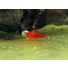 Neocaridina Davidi Super Red Sakura