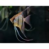 Skalár Amazonský Rio Itaya - Pterophyllum scalare / Rio Itaya