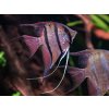 Skalár Amazonský Rio Itaya - Pterophyllum scalare / Rio Itaya