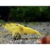 Neocaridina Davidi Yellow Fire