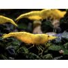 Neocaridina Davidi Yellow Fire