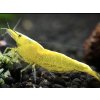 Neocaridina Davidi Yellow Fire