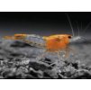 Neocaridina Davidi Orange Rili