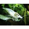 Neocaridina davidi White pearl