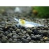 Neocaridina davidi White pearl