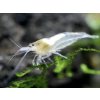Neocaridina davidi White pearl