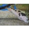 Sumček Clarias - Clarias / batrachus - leucistic form