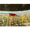Neocaridina Davidi Bloody Mary Orange Eyes