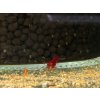 Neocaridina Davidi Bloody Mary Orange Eyes