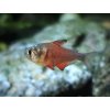 Tetra červená - Hyphessobrycon / flammeus
