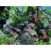 Tetra červená - Hyphessobrycon / flammeus
