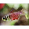 Tetra červená - Hyphessobrycon / flammeus