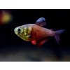 Tetra červená - Hyphessobrycon / flammeus