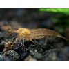 Kreveta - Caridina / japonica orange