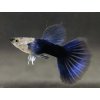 GUPKA TUXEDO BLUE - POECILIA RETICULATA / TUXEDO BLUE