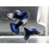 GUPKA TUXEDO BLUE - POECILIA RETICULATA / TUXEDO BLUE