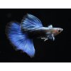 GUPKA TUXEDO BLUE - POECILIA RETICULATA / TUXEDO BLUE
