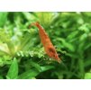 Neocaridina Davidi Orange Extreme
