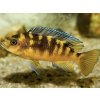 Papuľovec - Pseudotropheus / sp. crabro