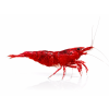 neocaridina dark bloody mary 1