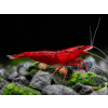 neocaridina dark bloody mary 2