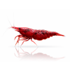 Neocaridina dark bloody mary