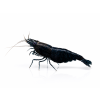 neocaridina black sapphire 2