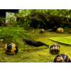 neocaridina black sapphire 1