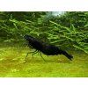 Neocaridina Davidi black sapphire