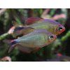 Tetra procyon - Hyphessobrycon / procyon