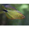 Tetra procyon - Hyphessobrycon / procyon
