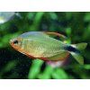 Tetra procyon - Hyphessobrycon / procyon