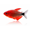 tetra peugeoti