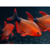 tetra peugeoti1