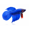 betta veil tail blue