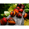 neritina red racer 2