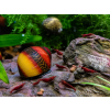 neritina red racer