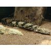 Bichira Endlicherova - Polypterus / endlicheri