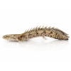 Bichira Endlicherova