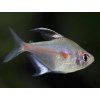 Tetra červenoškvrnná - Hyphessobrycon / erythrostigma