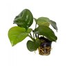 Anubias barteri var. caladiifolia (Delenie rastlín Tropica - XL košík)