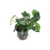 Anubias barteri var. nana (Delenie rastlín Tropica - na dreve s prísavkou)