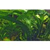 Aponogeton boivinianus (Delenie rastlín Tropica - cibuľa)