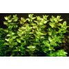 Bacopa caroliniana (Delenie rastlín Tropica - 1­2­GROW! ­ Laboratórne pestované rastliny)